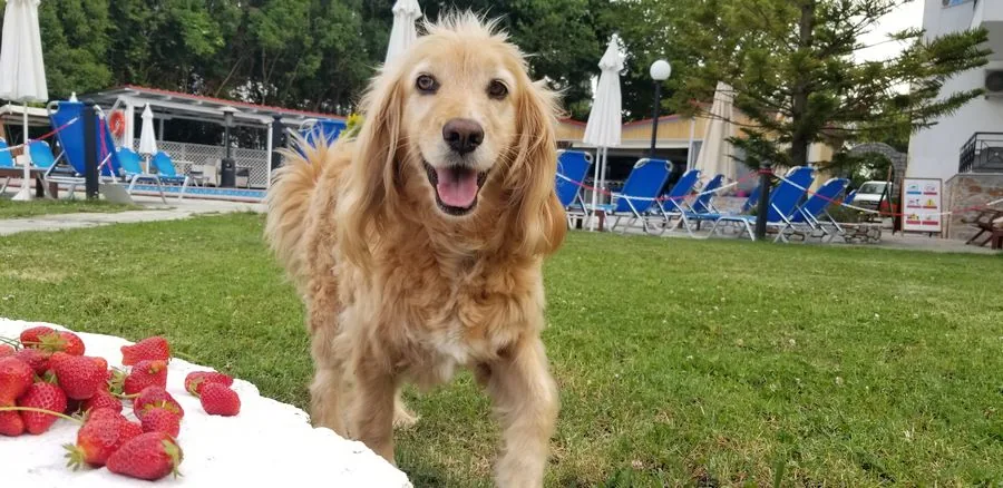 A dog in the Edem garden